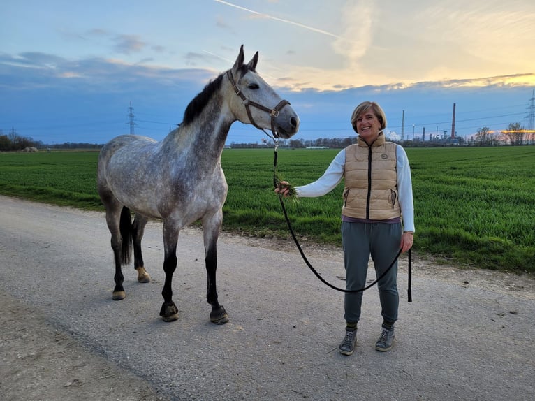 Deutsches Sportpferd Stute 7 Jahre 168 cm Braunfalbschimmel in Gaimersheim