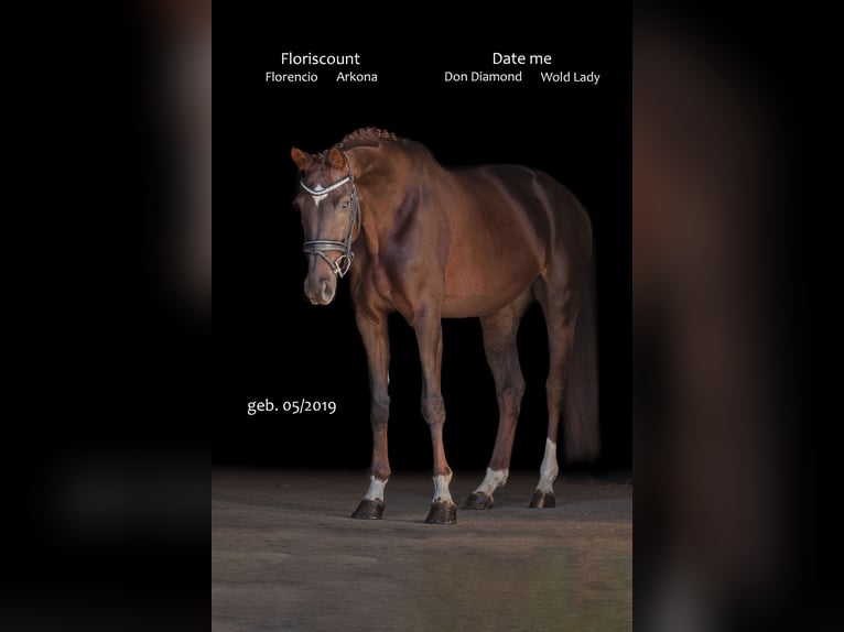 Deutsches Sportpferd Stute 7 Jahre 168 cm Dunkelfuchs in Bodenkirchen