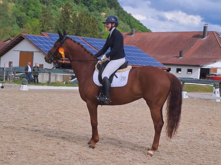Deutsches Sportpferd Stute 7 Jahre 168 cm Dunkelfuchs in Erharting