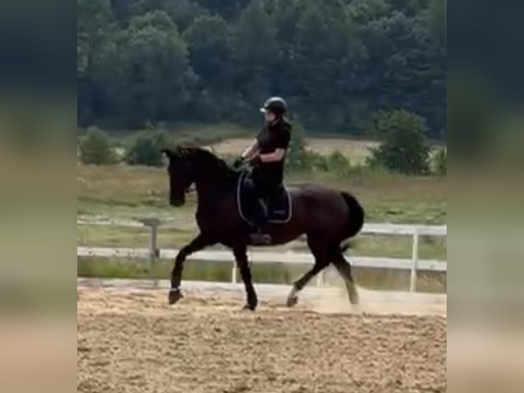 Deutsches Sportpferd Stute 7 Jahre 168 cm Rappe in Pępowo Deutsches Sportpferd Stute 7 Jahre 168 cm Rappe in Pępowo
