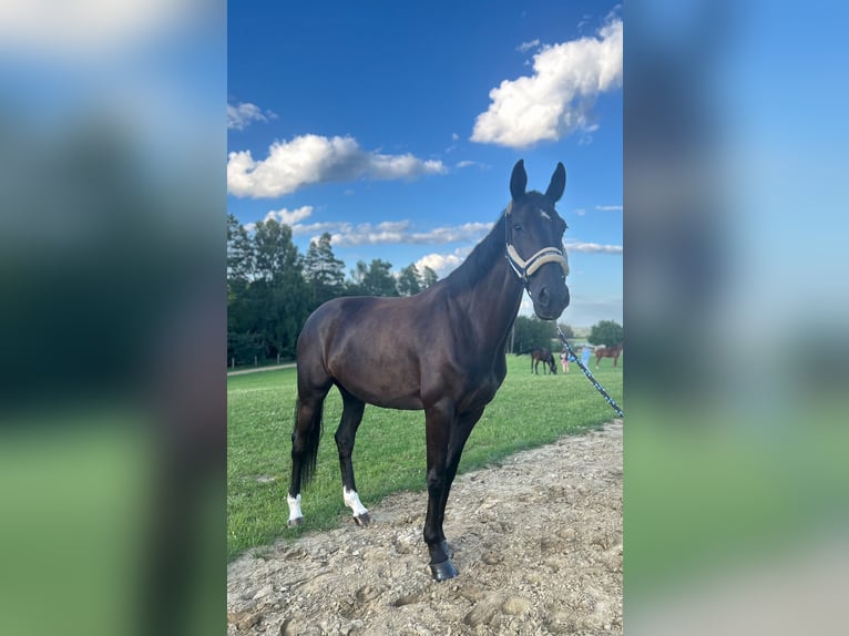 Deutsches Sportpferd Stute 7 Jahre 168 cm Rappe in Pępowo Deutsches Sportpferd Stute 7 Jahre 168 cm Rappe in Pępowo