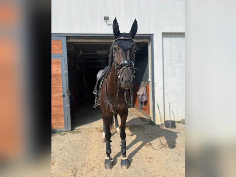 Deutsches Sportpferd Stute 7 Jahre 168 cm Rappe in Pępowo Deutsches Sportpferd Stute 7 Jahre 168 cm Rappe in Pępowo