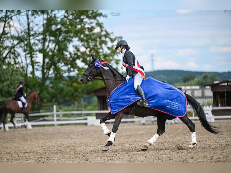Deutsches Sportpferd Stute 7 Jahre 168 cm Rappe in Pępowo Deutsches Sportpferd Stute 7 Jahre 168 cm Rappe in Pępowo