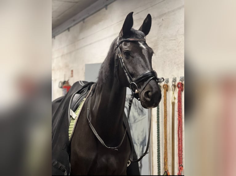 Deutsches Sportpferd Stute 7 Jahre 168 cm Rappe in Pępowo Deutsches Sportpferd Stute 7 Jahre 168 cm Rappe in Pępowo