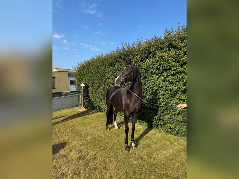 Deutsches Sportpferd Stute 7 Jahre 168 cm Rappe in Aschersleben -Westdorf