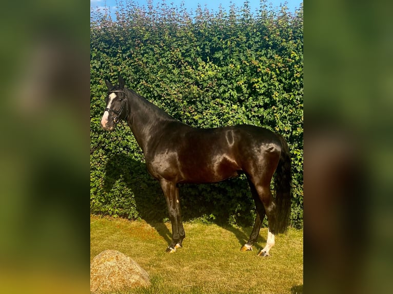 Deutsches Sportpferd Stute 7 Jahre 168 cm Rappe in Aschersleben -Westdorf