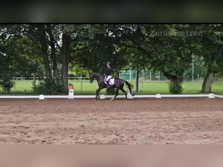 Deutsches Sportpferd Stute 7 Jahre 168 cm Rappe in Aschersleben -Westdorf