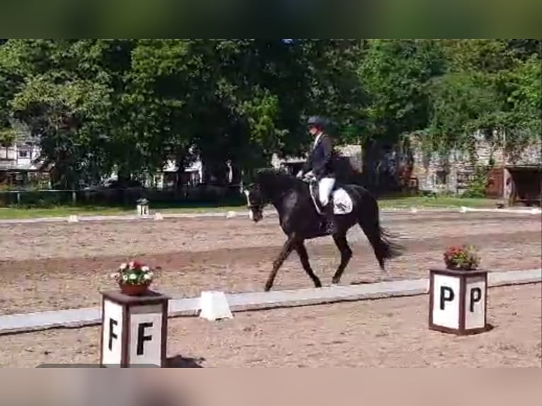 Deutsches Sportpferd Stute 7 Jahre 168 cm Rappe in Aschersleben -Westdorf