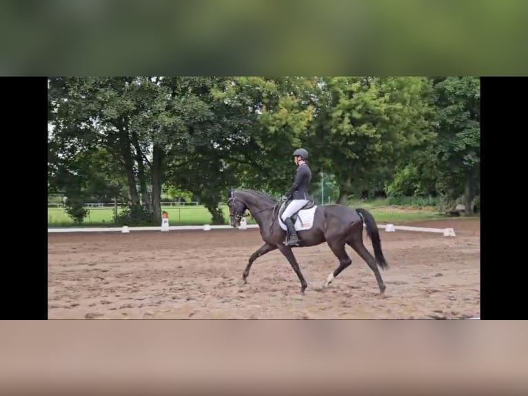 Deutsches Sportpferd Stute 7 Jahre 168 cm Rappe in Aschersleben -Westdorf