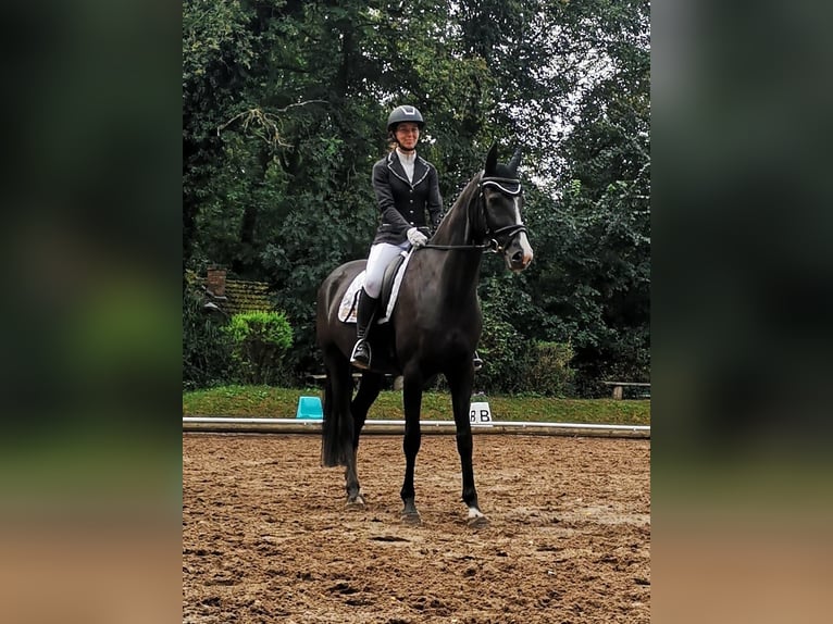 Deutsches Sportpferd Stute 7 Jahre 168 cm Rappe in Aschersleben -Westdorf