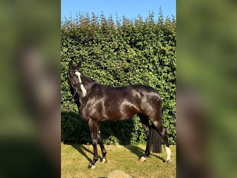 Deutsches Sportpferd Stute 7 Jahre 168 cm Rappe in Aschersleben -Westdorf