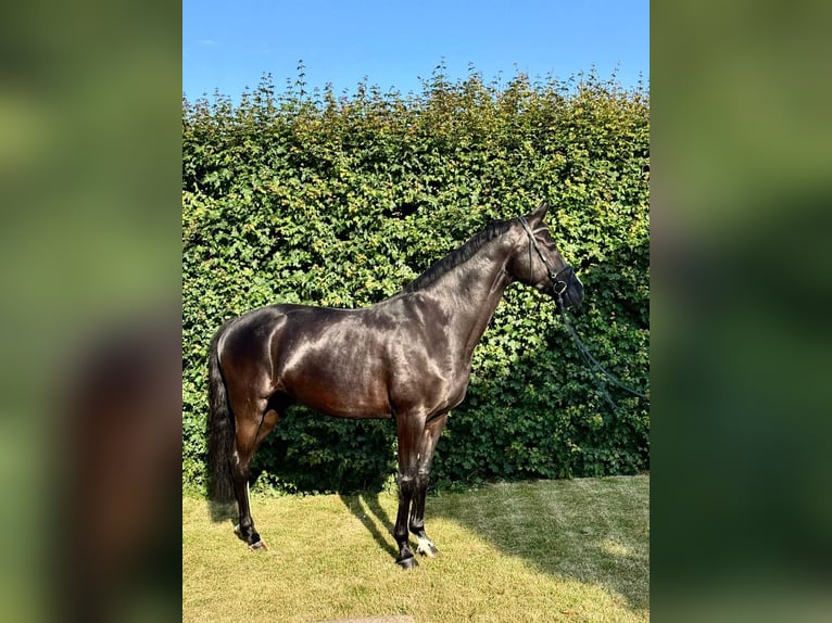 Deutsches Sportpferd Stute 7 Jahre 168 cm Rappe in Aschersleben -Westdorf