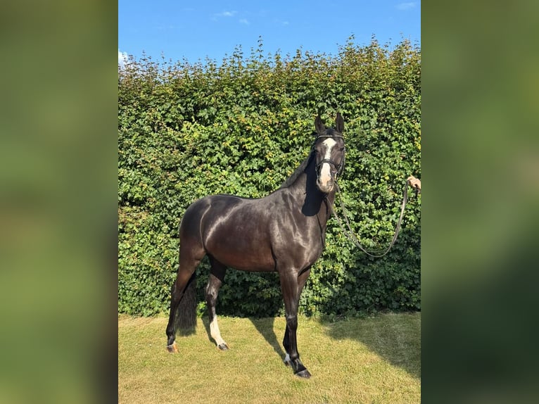 Deutsches Sportpferd Stute 7 Jahre 168 cm Rappe in Aschersleben -Westdorf