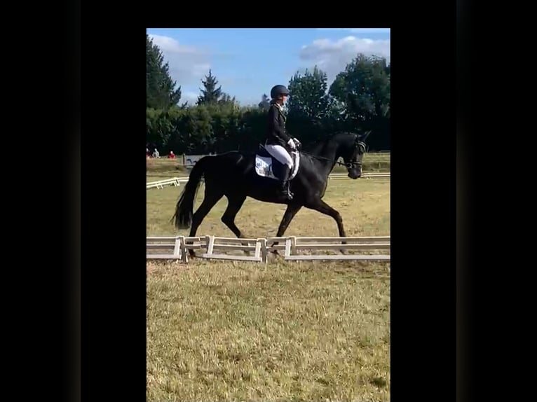 Deutsches Sportpferd Stute 7 Jahre 168 cm Rappe in Aschersleben -Westdorf