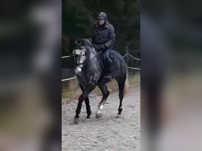Deutsches Sportpferd Stute 7 Jahre 168 cm Rappschimmel in N&#xFC;rnberg