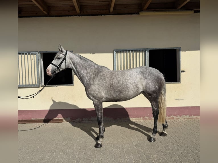 Deutsches Sportpferd Stute 7 Jahre 168 cm Schimmel in Dannigkow