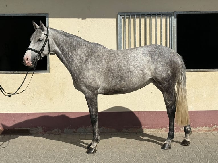 Deutsches Sportpferd Stute 7 Jahre 168 cm Schimmel in Dannigkow
