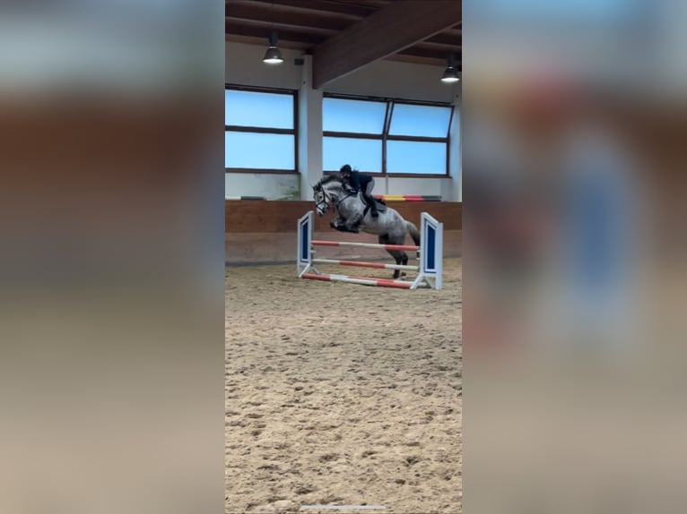 Deutsches Sportpferd Stute 7 Jahre 168 cm Schimmel in Hückelhoven