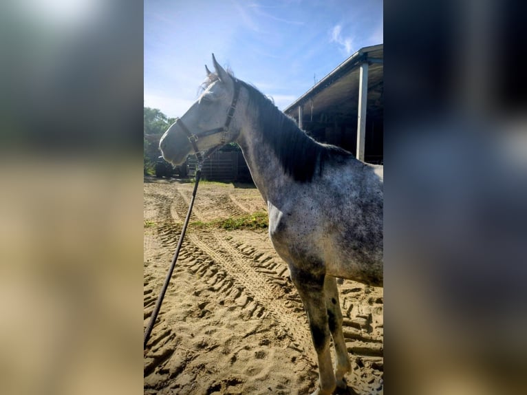 Deutsches Sportpferd Stute 7 Jahre 168 cm Schimmel in Seester
