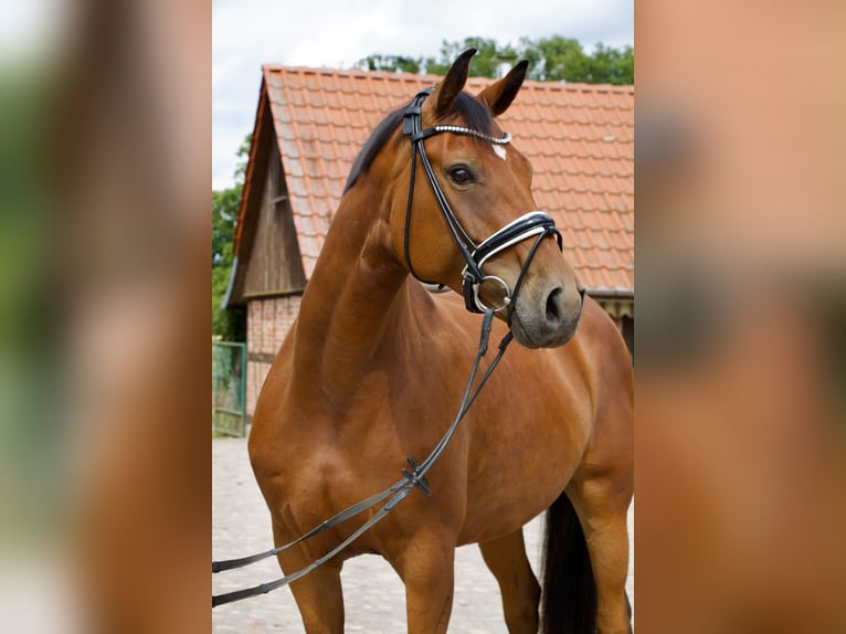 Deutsches Sportpferd Stute 7 Jahre 169 cm Brauner in Pollitz