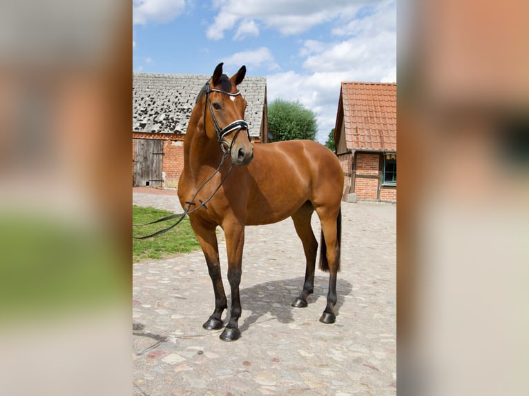 Deutsches Sportpferd Stute 7 Jahre 169 cm Brauner in Pollitz