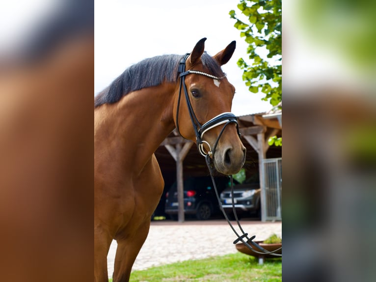 Deutsches Sportpferd Stute 7 Jahre 169 cm Brauner in Pollitz