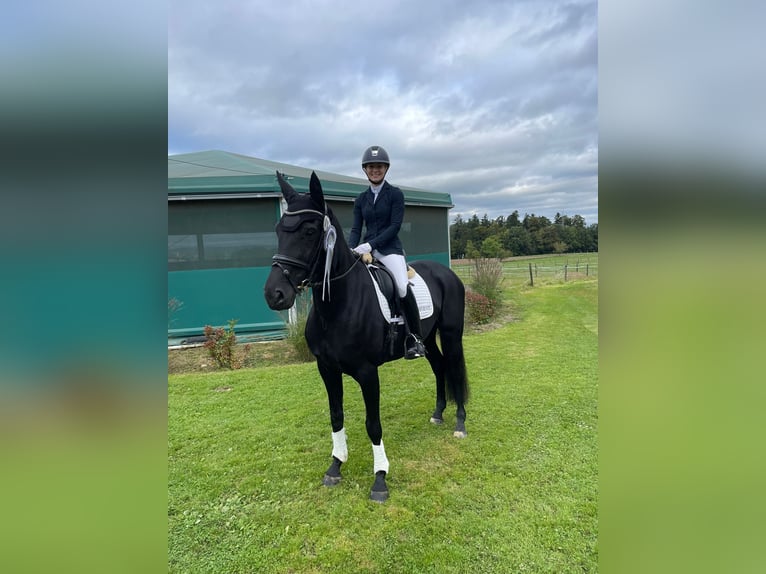 Deutsches Sportpferd Stute 7 Jahre 169 cm Rappe in Empfingen