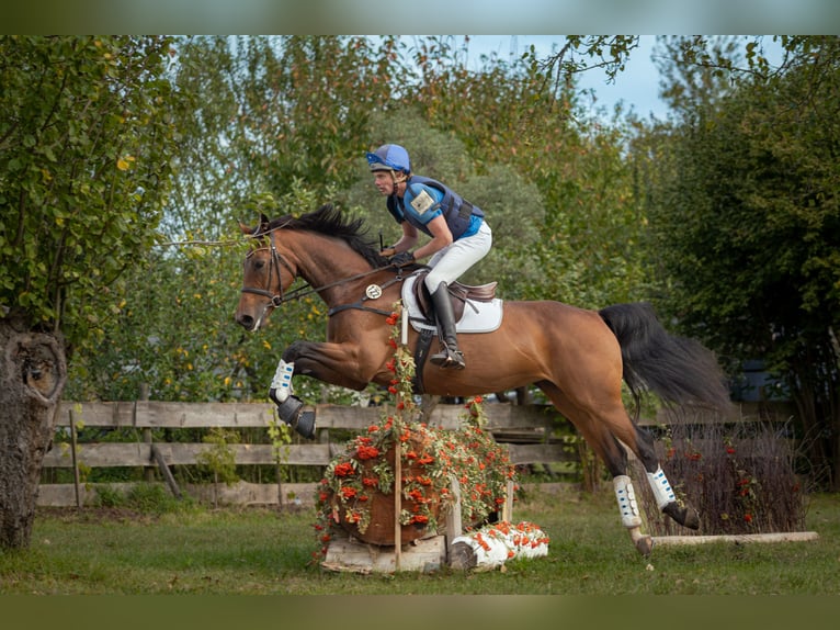 Deutsches Sportpferd Stute 7 Jahre 170 cm Brauner in Gotha
