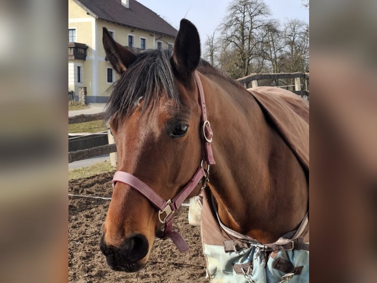 Deutsches Sportpferd Stute 7 Jahre 170 cm Brauner in Haag Dorf