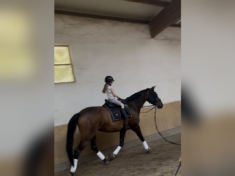 Deutsches Sportpferd Stute 7 Jahre 170 cm Brauner in Stuttgart