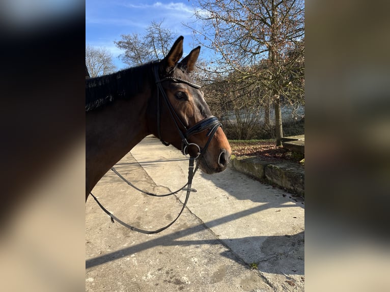 Deutsches Sportpferd Stute 7 Jahre 170 cm Brauner in Stuttgart