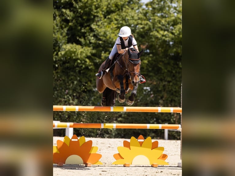 Deutsches Sportpferd Stute 7 Jahre 170 cm Brauner in Schutterwald