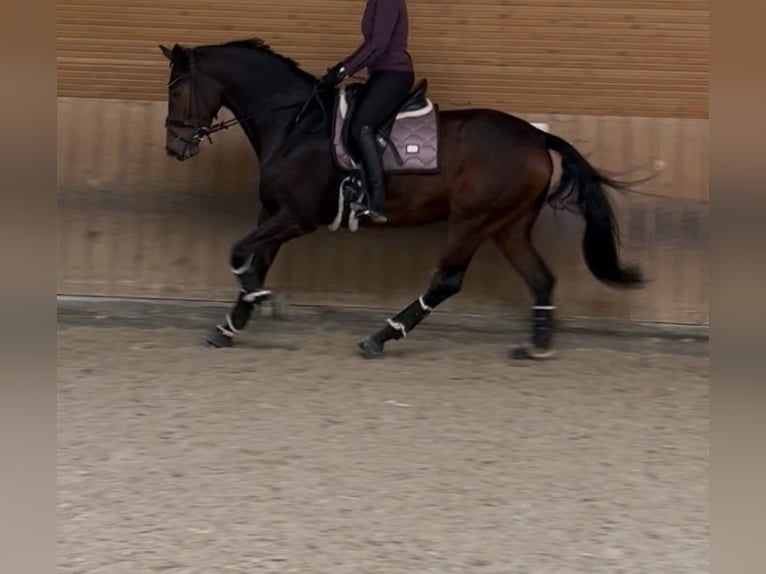 Deutsches Sportpferd Stute 7 Jahre 170 cm Brauner in Tübingen