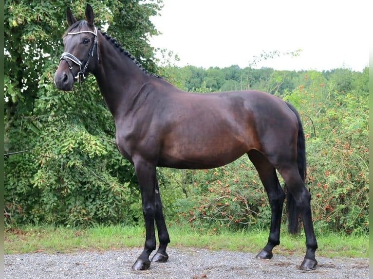 Deutsches Sportpferd Stute 7 Jahre 170 cm Dunkelbrauner in Burgthann