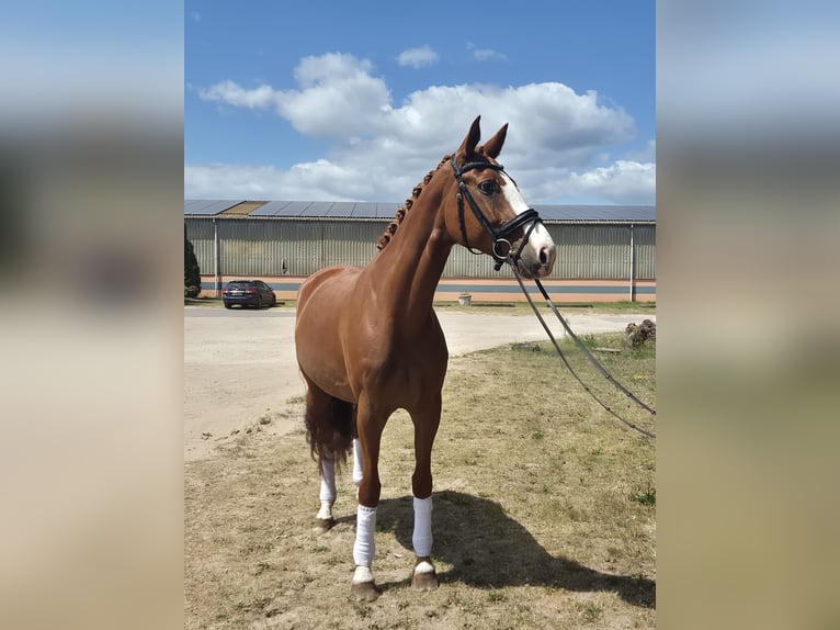 Deutsches Sportpferd Stute 7 Jahre 170 cm Fuchs in Sch&#xF6;nwalde-Glien