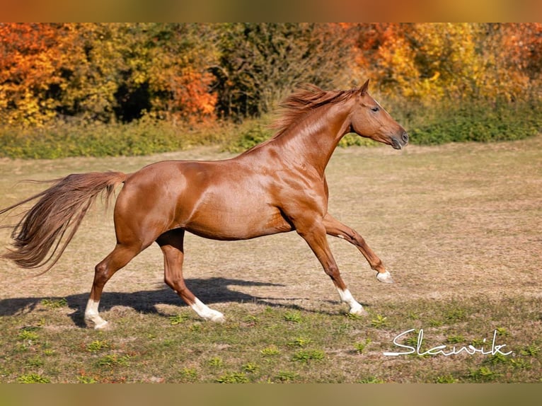 Deutsches Sportpferd Stute 7 Jahre 170 cm Fuchs in Markt Bibart