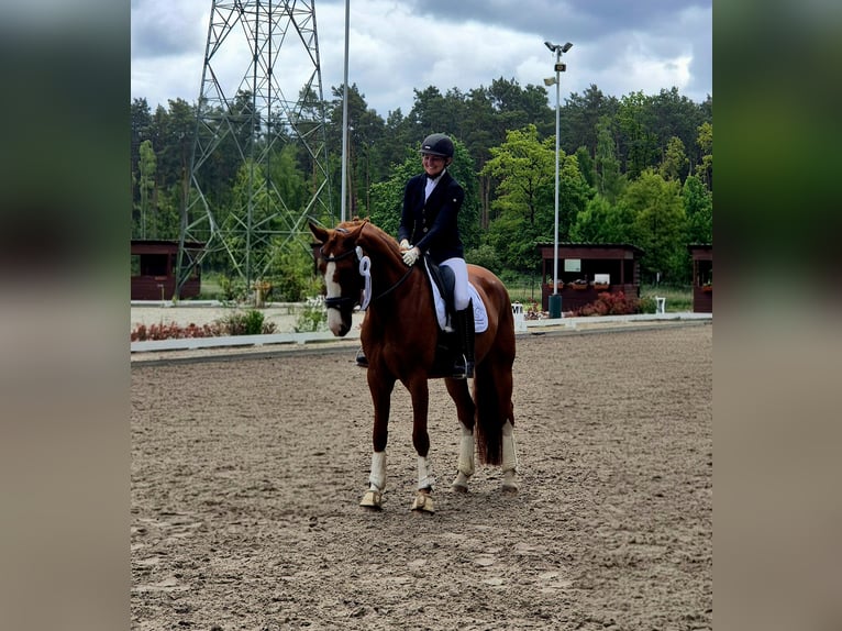 Deutsches Sportpferd Stute 7 Jahre 170 cm Fuchs in Sch&#xF6;nwalde