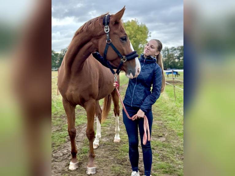 Deutsches Sportpferd Stute 7 Jahre 170 cm Fuchs in Berlin