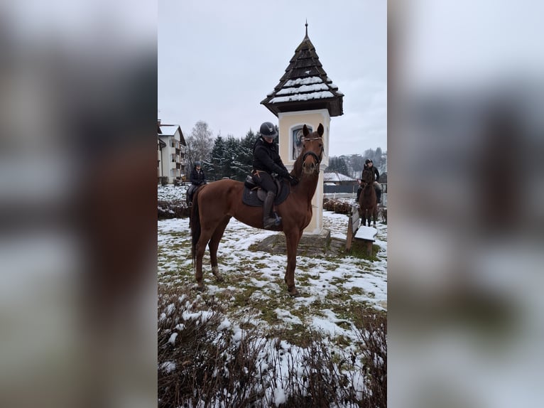 Deutsches Sportpferd Stute 7 Jahre 170 cm Fuchs in WitschFeldkirchen in Kärnten