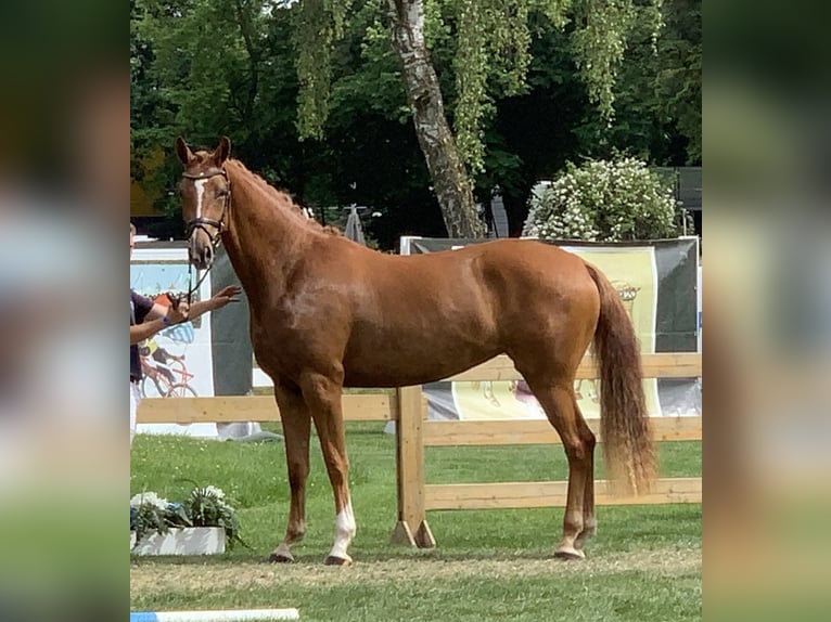 Deutsches Sportpferd Stute 7 Jahre 170 cm Fuchs in Hallbergmoos