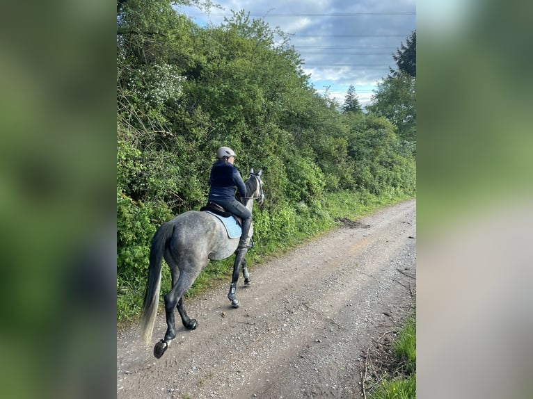 Deutsches Sportpferd Stute 7 Jahre 170 cm Schimmel in Schweich