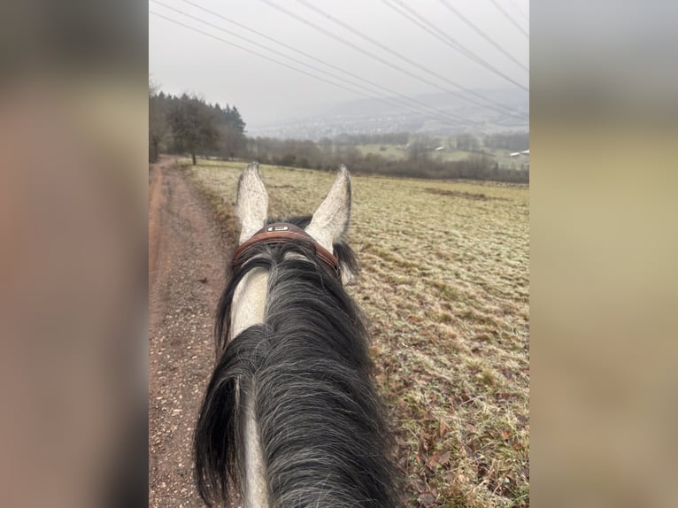 Deutsches Sportpferd Stute 7 Jahre 170 cm Schimmel in Schweich