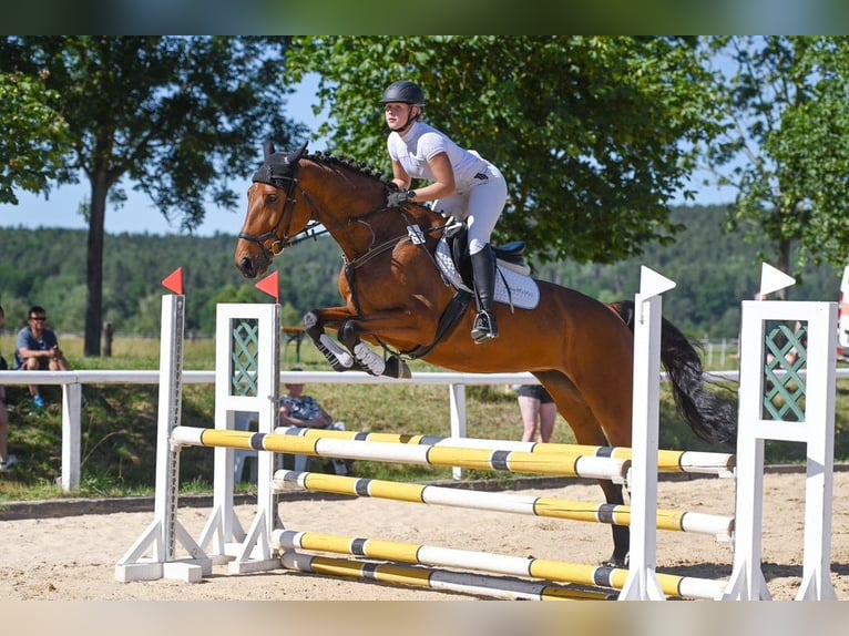 Deutsches Sportpferd Stute 7 Jahre 170 cm in Oberoppurg