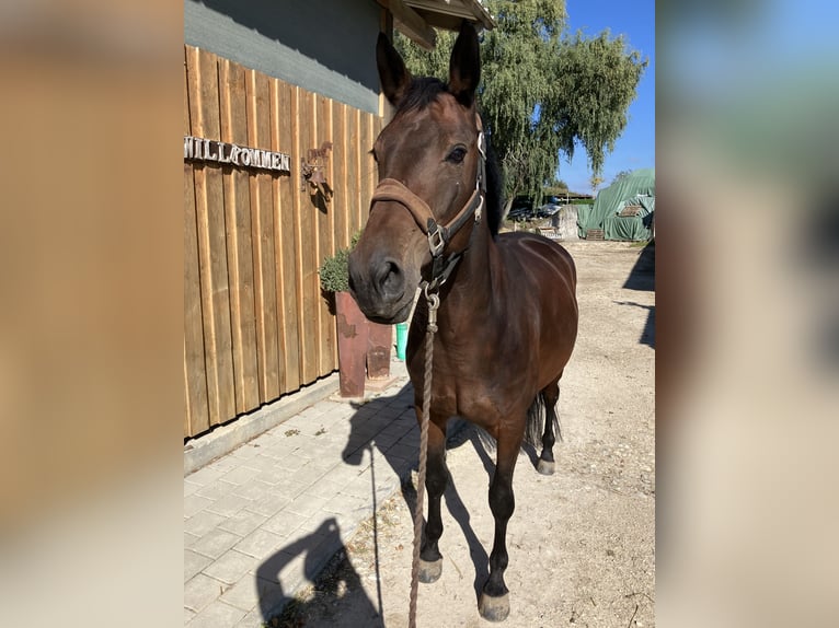 Deutsches Sportpferd Stute 7 Jahre 171 cm Brauner in Eigeltingen