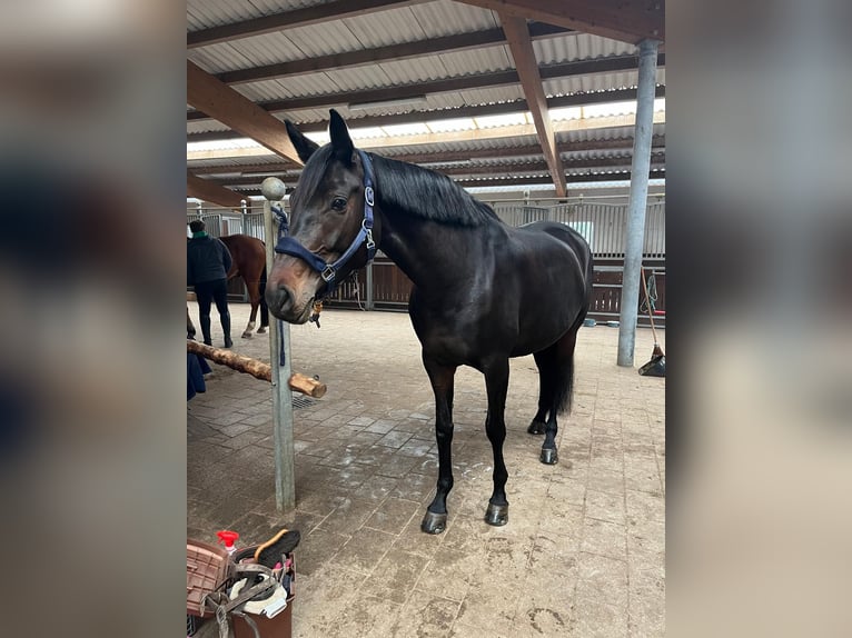 Deutsches Sportpferd Stute 7 Jahre 171 cm Brauner in Baden-Baden