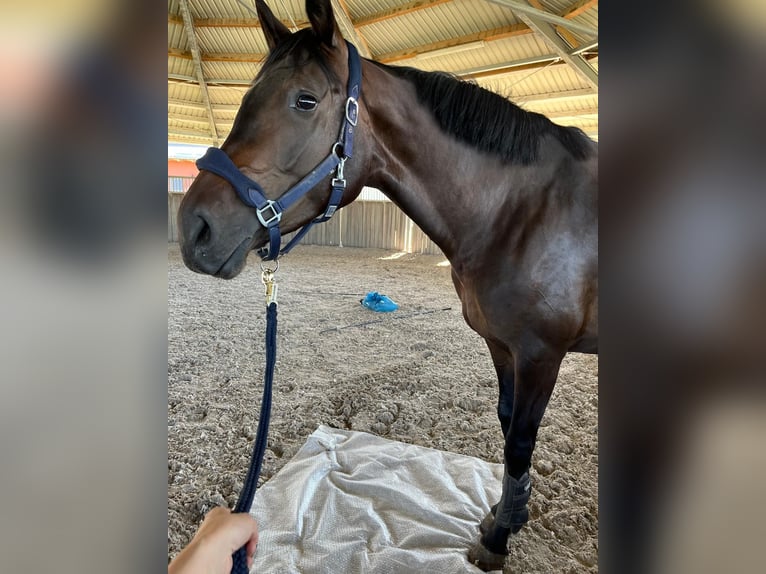 Deutsches Sportpferd Stute 7 Jahre 171 cm Brauner in Baden-Baden