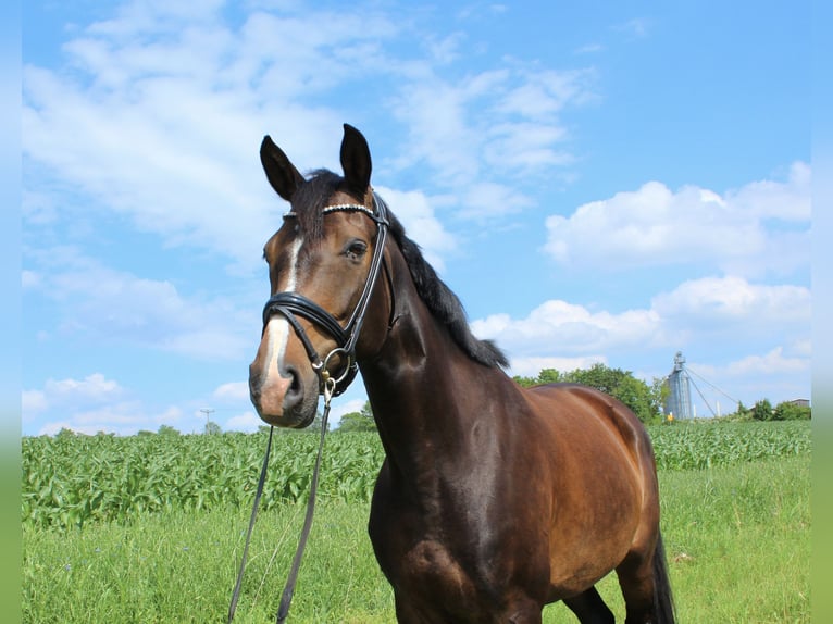 Deutsches Sportpferd Stute 7 Jahre 171 cm Brauner in Klingenberg