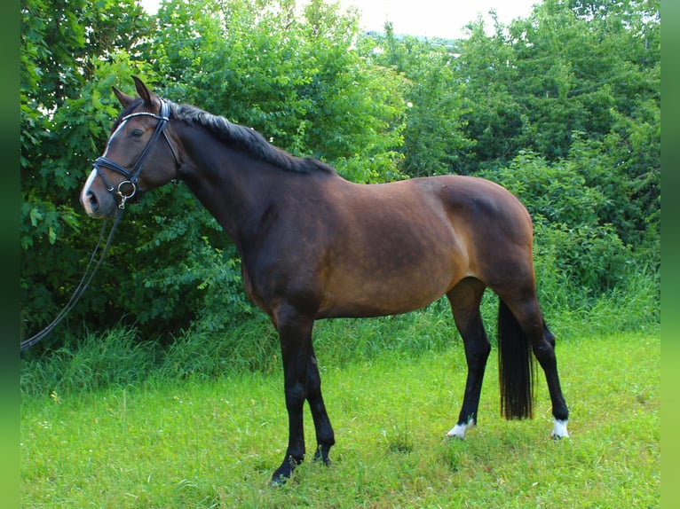 Deutsches Sportpferd Stute 7 Jahre 171 cm Brauner in Klingenberg