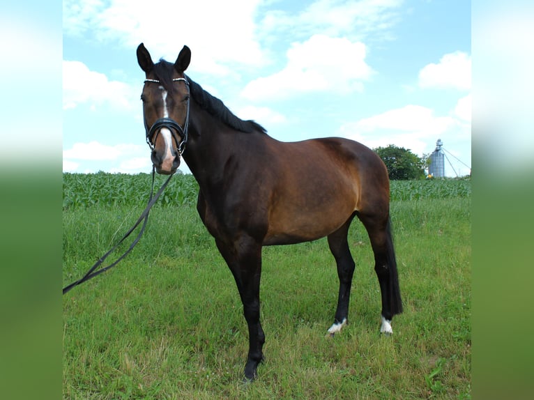 Deutsches Sportpferd Stute 7 Jahre 171 cm Brauner in Klingenberg