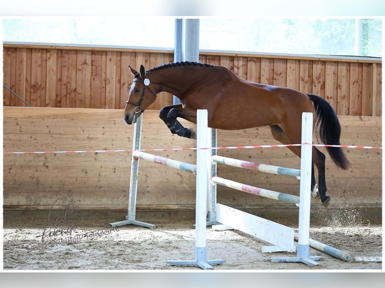 Deutsches Sportpferd Stute 7 Jahre 171 cm Brauner in Jengen